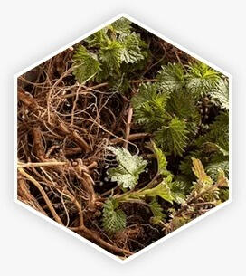 Nettle Root — Helps maintain healthy urinary flow and prostate size.
